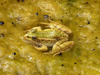 granota, granota verda, estany, algues, batraci, flotar, animal, vertebrats, temes d'animals, amfibi, fauna animal, animals a la natura, primer pla, aigua, cap gent, marc complet, un animal, color verd, naturalesa, mar, vista d’angle alt, dia, peix, menjar, ull d’animals, marí, 2K, CC0, domini públic, lliure de regalies