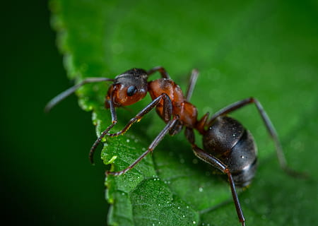 închide, fotografie, roșu, furnică, verde, frunze, gândac, insectă, puțin, macro, micro, dăunător, minuscul, nevertebrat, animale sălbatice, animal, animale în sălbăticie, animale tematice, un animal, parte a plantelor, a închide, Culoarea verde, plantă, natură, zoologie, nici o persoana, partea corpului animalului, artropod, antena animală, zi, 5K, CC0, domeniu public, fără drepturi de autor