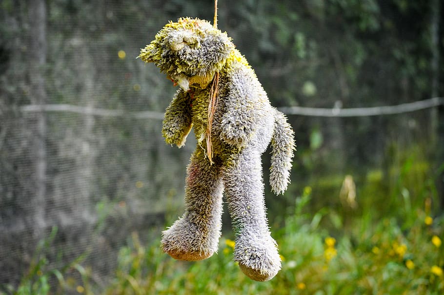 Teddy, Paintball, Tier, Tierthemen, Säugetier, ein Tier, Fokus auf den Vordergrund, Tag, Natur, Pflanze, keine Leute, draußen, Wirbeltier, Baum, inländisch, Pudel, Haustiere, in der Luft, Tiere in freier Wildbahn, in voller Länge, Bewegung, 4K