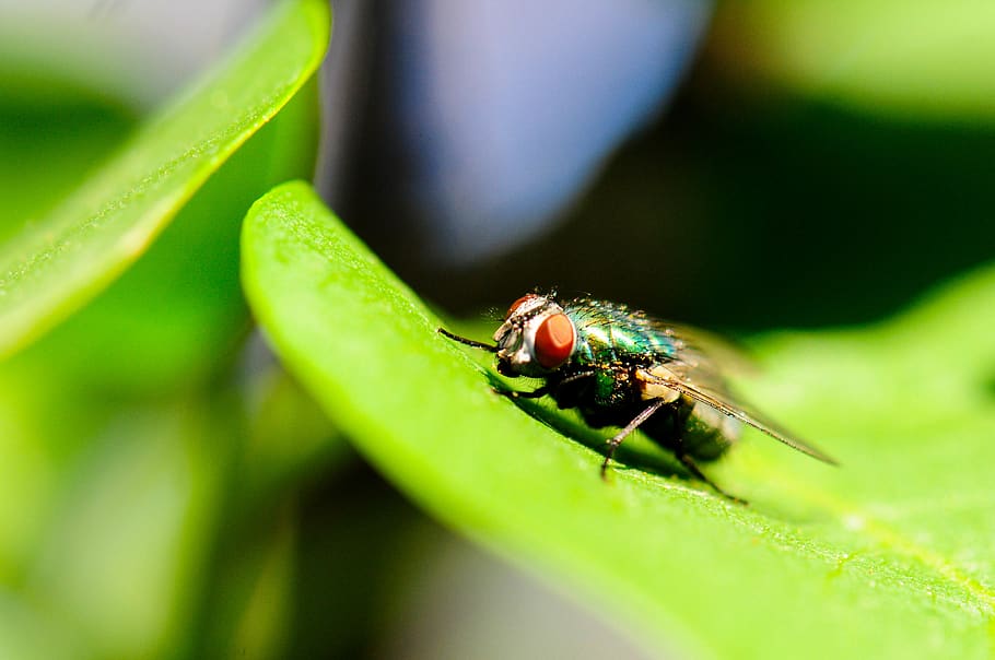 latać, Zielony, liść, owad, zwierzę, bezkręgowy, asilidae, pszczoła, ścieśniać, makro, zwierzęca przyroda, zwierzęta na wolności, tematy zwierzęce, jedno zwierzę, część rośliny, zielony kolor, zbliżenie, selektywne skupienie, Natura, roślina, żadnych ludzi, dzień, mucha, skrzydło zwierzęce, na dworze, 4K