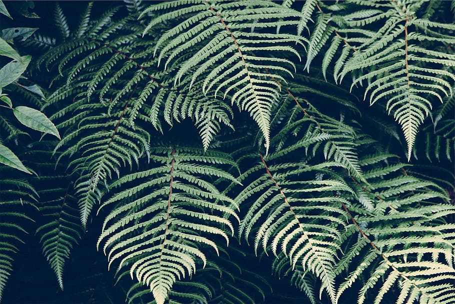 le foglie, piante, crescita, colore verde, nessuno, pianta, natura, felce, foglia, bellezza nella natura, parte vegetale, giorno, sfondi, fotogramma intero, albero, all'aperto, la tranquillità, avvicinamento, freschezza, vista dall'alto, botanica, modello, 1080P