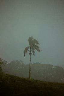 árbol de coco, clima, planta, al aire libre, niebla, palmera, arecaceae, pino, montaña, vendimia, árbol, naturaleza, acampar, tormenta, huracán, vegetación, selva, tierra, universo, Luna, cielo, belleza en la naturaleza, tranquilidad, escena tranquila, paisaje, paisajes - naturaleza, ambiente, nadie, crecimiento, escena no urbana, campo, copia espacio, clima tropical, palmera de coco, 5K, CC0, dominio público, libre de derechos