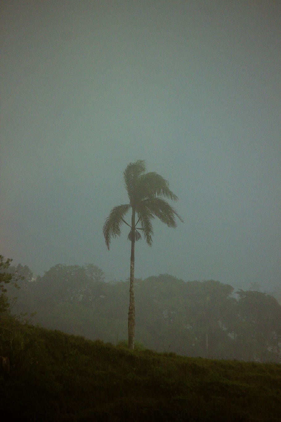 Kokos palme, vejr, plante, udendørs, tåge, Palme træ, Palme-familien, fyrretræ, bjerg, årgang, træ, natur, lejr, storm, orkan, vegetation, jungle, jord, univers, måne, himmel, skønhed i naturen, ro, rolig scene, landskab, scenics - natur, miljø, ingen mennesker, vækst, ikke-urbane scene, Mark, kopiere plads, tropisk klima, 5K