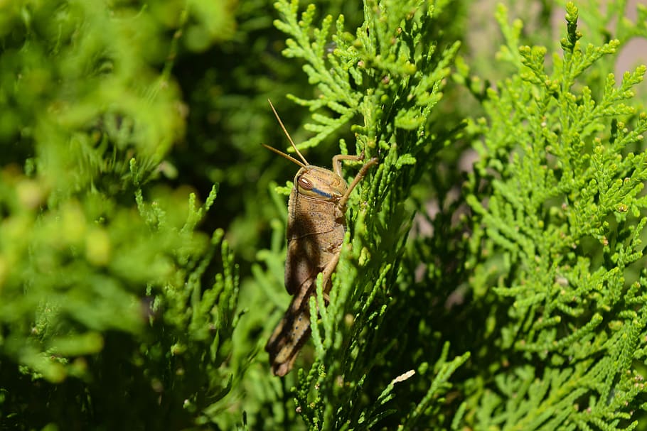 crichet, verde, leafs, copac, natură, plantă, vară, colorat, natural, Culoarea verde, un animal, nevertebrat, animale sălbatice, insectă, animale în sălbăticie, animale tematice, animal, a închide, zi, creştere, selectiv, nici o persoana, parte a plantelor, frunze, frumusețe în natură, să se concentreze asupra primelor elemente, în aer liber, fluture - insectă, 5K