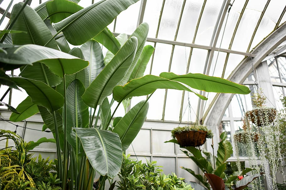 sfondo, primavera, fiore, fioritura, fiorire, pianta, piante, petalo, ramo, erba, foglia, giardino, verde, botanico, fogliame, botanica, minimo, felce, palma, crescita, serra, parte vegetale, colore verde, bellezza nella natura, natura, in casa, nessuno, giorno, freschezza, pianta in vaso, vetro - materiale, agricoltura, sospeso, vivaio, albero, soffitto, pianta della casa, 5K
