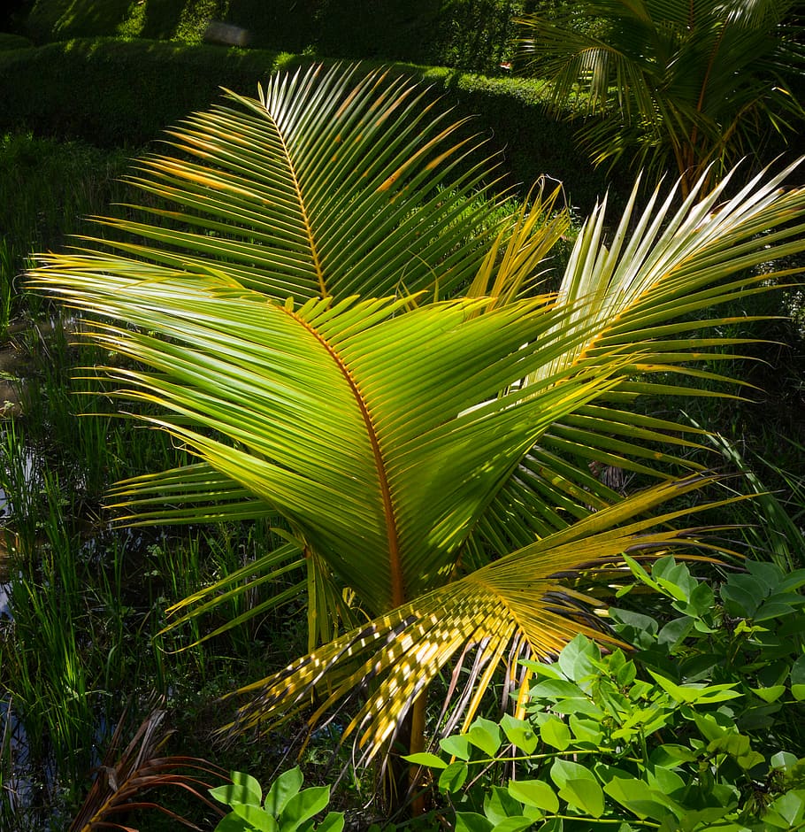palmera verda, planta, vegetació, arbre, naturalesa, cairns, Austràlia, jardins botànics, terra, a l'aire lliure, jungla, Palmera, arecaceae, llum, flamarada, estiu, falguera, viatjar, palmell, decoració de la llar, verd, creixement, color verd, full, bellesa a la natura, part de la planta, clima tropical, fulla de palma, dia, cap gent, primer pla, tranquil·litat, frescor, fronda, llum solar, botànica, fulles, arbre tropical, selva tropical, 2K