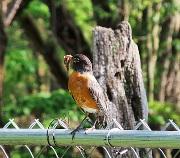 , fauna animal, animales en la naturaleza, temas de animales, un animal, animal, vertebrado, posado, pájaro, árbol, Robin, centrarse en primer plano, día, nadie, naturaleza, de cerca, planta, cerca, límite, barrera, barandilla, 2K, CC0, dominio público, libre de derechos