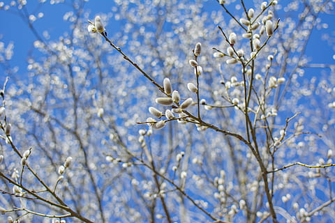 spring, blue sky, easter, nature, field, white, happiness, outdoor, tree, plant, branch, beauty in nature, flowering plant, flower, low angle view, springtime, growth, blossom, day, fragility, white color, no people, sky, vulnerability, freshness, focus on foreground, twig, outdoors, cherry blossom, 5K, CC0, public domain, royalty free