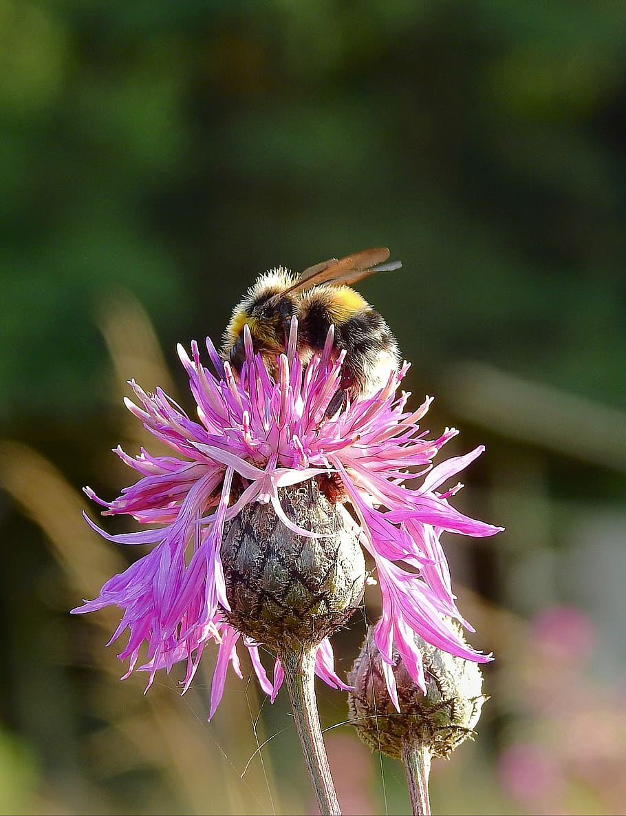 bumblebee, ดอกไม้, การผสมเกสรดอกไม้, แมลง, ไม้ดอก, ผึ้ง, ความบอบบาง, ธีมสัตว์, ความงามในธรรมชาติ, ความอ่อนแอ, สัตว์ที่ไม่มีกระดูกสันหลัง, สัตว์, สัตว์ในป่า, ปลูก, สัตว์ป่า, กลีบดอกไม้, สัตว์หนึ่งตัว, หัวดอกไม้, ความสด, ใกล้ชิด, ช่อดอก, สีม่วง, สีชมพู, ไม่มีคน, เรณู, กลางแจ้ง, 2K