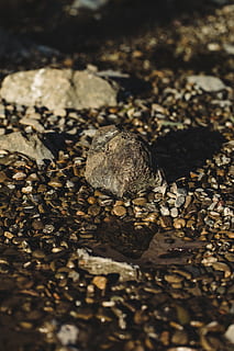 cinzento, pedra, dia, estrada, estrada de terra, cascalho, Rocha, destroços, Pedregulho, chão, seixo, ao ar livre, agua, rio, natureza, animal, costa, oceano, mar, transporte, trilho do trem, trilho, estrada de ferro, ninguém, foco seletivo, sólido, fechar-se, animais selvagens, Concha, pedra - objeto, luz solar, animais em estado selvagem, terra, beleza na natureza, concha animal, nível de superfície, 5K, CC0, domínio público, royalty free