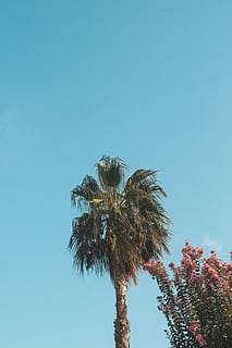 grønn, Palm leaf tree, palmer, perspektiv, tre, himmel, anlegg, tropisk klima, palmetre, lav vinkel visning, vekst, natur, klar himmel, blå, kopiere plass, ingen folk, skjønnhet i naturen, trestamme, ro, dag, høy - høy, stamme, utendørs, blad, kokosnøtt palme, palmblad, tropisk tre, 4K, CC0, offentlig domene, opphavsrett gratis