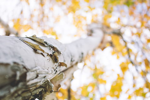 arbre, branca, escorça, blanc, paper, bedoll, primer pla, naturalesa, caure, tardor, fora, brillant, planta, dia, a l'aire lliure, temperatura de fred, centrar-se en primer pla, cap gent, tronc de l'arbre, enfocament selectiu, hivern, tronc, part de la planta, full, canvi, bellesa a la natura, color plata, 5K, CC0, domini públic, lliure de regalies