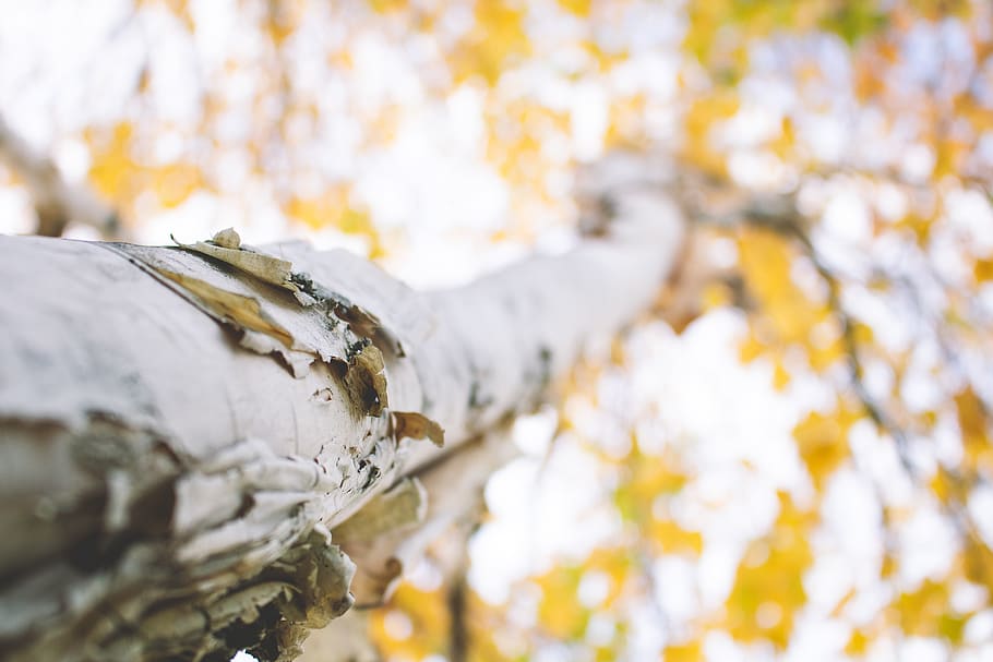 arbre, branca, escorça, blanc, paper, bedoll, primer pla, naturalesa, caure, tardor, fora, brillant, planta, dia, a l'aire lliure, temperatura de fred, centrar-se en primer pla, cap gent, tronc de l'arbre, enfocament selectiu, hivern, tronc, part de la planta, full, canvi, bellesa a la natura, color plata, 5K
