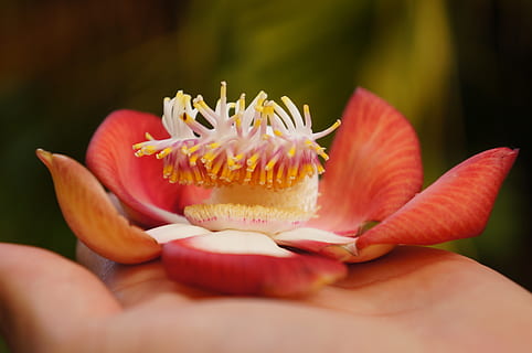 mauritius, Pamplemousses, friskhed, tæt på, blomst, blomstrende plante, skønhed i naturen, menneskelig hånd, hånd, plante, selektiv fokusering, sårbarhed, skrøbelighed, menneskelig kropsdel, bedrift, kronblad, natur, blomsterstand, fokus på forgrunden, mad og drikke, blomsterhoved, pollen, finger, 4K, CC0, offentligt domæne, royaltyfrie