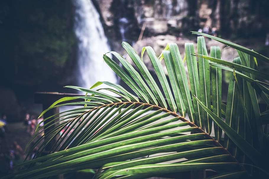 poc profund, foto del focus, planta, fons, bonic, borrós, primer pla, colors, medi ambient, verd, creixement, paisatge, sortir, natural, naturalesa, parc, gent, aigua, cascades, boscos, color verd, centrar-se en primer pla, full, part de la planta, bellesa a la natura, dia, cap gent, arbre, a l'aire lliure, frescor, tranquil·litat, Palmera, clima tropical, llum solar, fulla de palma, enfocament selectiu, 5K