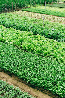 vegetais de folha verde, plantar, Vietnã, campo, h ani an, agricultura, Fazenda, jardim, colheita, alface, cerâmica, flora, ervas, pote, plantador, vaso, vaso de planta, orgânico, saudável, linha, cor verde, crescimento, terra, vegetal, comida e bebida, ninguém, dia, Alimentação saudável, Comida, natureza, frescura, abundância, visão de alto ângulo, beleza na natureza, panorama, ao ar livre, plantação, jardinagem, 2K, CC0, domínio público, royalty free
