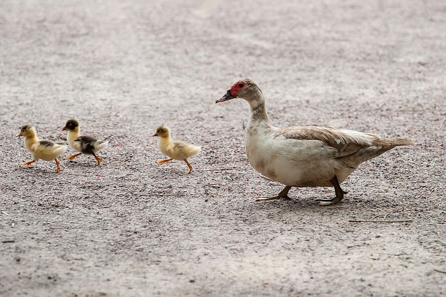 bianca, Marrone, anatra, giallo, nero, anatroccoli, a piedi, grigio, pavimento, giorno, animali, carina, anatre, uccello, temi animali, gruppo di animali, animale, vertebrato, animali allo stato selvatico, fauna selvatica, giovane animale, giovane uccello, nessuno, natura, gruppo medio di animali, pollame, messa a fuoco selettiva, famiglia di animali, vista laterale, Oca, all'aperto, papera, 2K