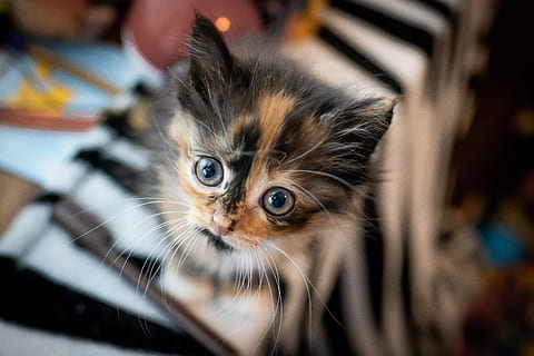 oben, suchen, süß, Augen, Katze, Kätzchen, Säugetier, Haustiere, inländisch, Hauskatze, ein Tier, katzenartig, Porträt, selektiver Fokus, Kamera betrachten, Whisker, Nahansicht, Jungtier, Menschen, Neugierde, Tierauge, klein, Betrachtung, tabby, 5K, CC0, gemeinfrei, lizenzfrei