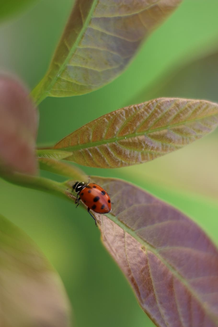 coccinella, insetto, coccinellida, invertebrato, animale, temi animali, un animale, parte vegetale, foglia, animali allo stato selvatico, fauna selvatica, avvicinamento, pianta, messa a fuoco selettiva, giorno, colore verde, natura, nessuno, crescita, vulnerabilità, bellezza nella natura, all'aperto, 5K