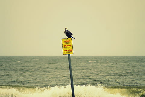 escudo, atenção, Nota, Aviso, risco, pássaro, mar, onda, Mar Báltico, céu, agua, horizonte sobre a água, horizonte, natureza, animal, temas animais, animais selvagens, ninguém, vertebrado, céu limpo, empoleirar, scenics - natureza, animais em estado selvagem, dia, cena tranquila, um animal, ao ar livre, 5K, CC0, domínio público, royalty free