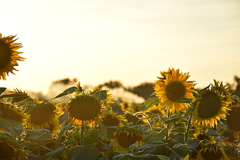 câmpurile de floarea-soarelui, timpul zilei, floare, floră, floarea-soarelui, plantă, inflori, buruiană, Polonia, sieradza, păpădie, margaretă, margarete, Asteraceae, iarbă, planta cu flori, galben, creştere, cap de floare, frumusețe în natură, prospeţime, cer, peisaj, camp, fragilitate, inflorescenţă, petală, rural, vulnerabilitate, natură, agricultură, a închide, nici o persoana, în aer liber, polen, primăvară, pat de flori, 5K, CC0, domeniu public, fără drepturi de autor
