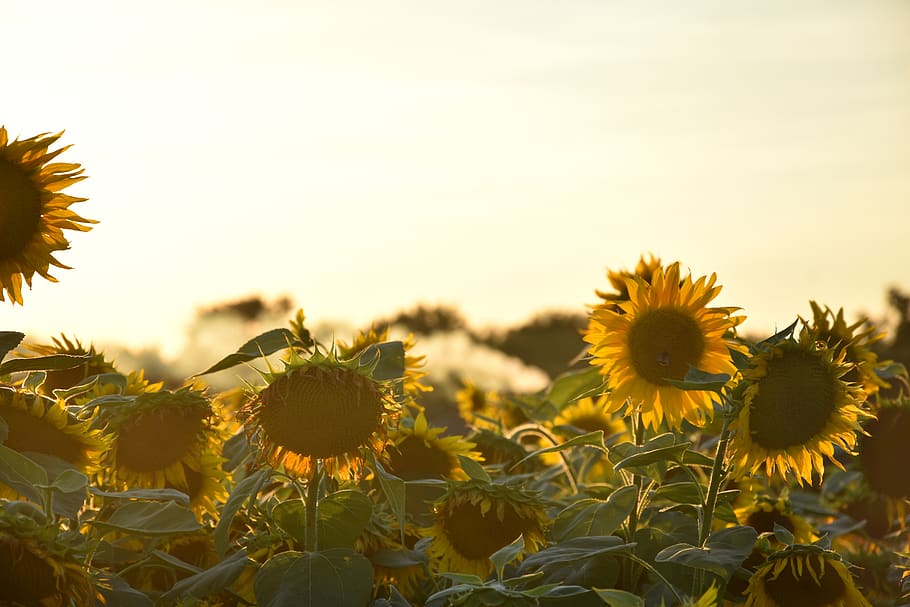 camps de gira-sol, durant el dia, flor, flora, gira-sol, planta, mala herba, Polònia, sieradza, dent de lleó, margarida, margarides, asteràcies, herba, planta amb flors, groc, creixement, cap de flor, bellesa a la natura, frescor, cel, paisatge, camp, fragilitat, inflorescència, pètal, escena rural, vulnerabilitat, naturalesa, agricultura, primer pla, cap gent, a l'aire lliure, pol·len, primavera, llit de flors, 5K