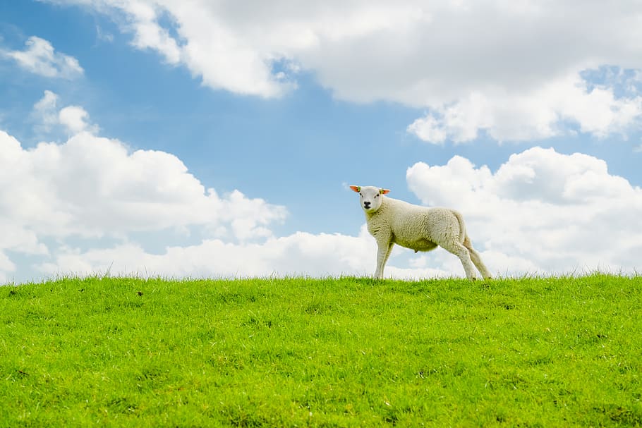 agnello, pecora, collina, diga, verde, blu, animale, azienda agricola, bestiame, lana, mammifero, bianca, natura, carina, agricoltura, domestico, erba, temi animali, un animale, nuvola - cielo, colore verde, animali domestici, terra, pianta, cielo, campo, vertebrato, paesaggio, ambiente, giorno, nessuno, erbivoro, 5K