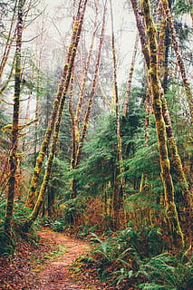 sentiero nel bosco, albero, betulla, natura, foresta, all'aperto, flora, pianta, terra, vegetazione, spiaggia di cannoni, stati Uniti, parco statale di ecola, sentiero, prospettiva, tronco, le foglie, foglia, woodoland, voglia di girovagare, Esplorare, la tranquillità, bellezza nella natura, crescita, tronco d'albero, scena tranquilla, giorno, bosco, nessuno, scena non urbana, scenics - natura, ramo, ambiente, colore verde, 5K, CC0, dominio pubblico, privo di copyright