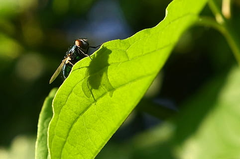 flyve, skygge, blad, lys, sommer, insekt, grøn, dug, natur, makro, græsser, flora, sollys, brummen, humør, Abendstimmung, plante, tæt på, vinge, flue, insekter dør, død, Direkte, hvirvelløse, plante del, dyre temaer, dyreliv, et dyr, dyr, dyr i naturen, grøn farve, dyrefløj, fokus på forgrunden, dag, vækst, ingen mennesker, skønhed i naturen, udendørs, 4K, CC0, offentligt domæne, royaltyfrie