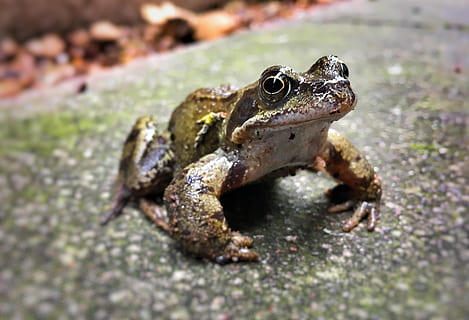 frog, wildlife, toad, animal, animal themes, one animal, animal wildlife, animals in the wild, vertebrate, amphibian, close-up, reptile, no people, nature, selective focus, day, outdoors, land, focus on foreground, side view, looking, looking away, 2K, CC0, public domain, royalty free