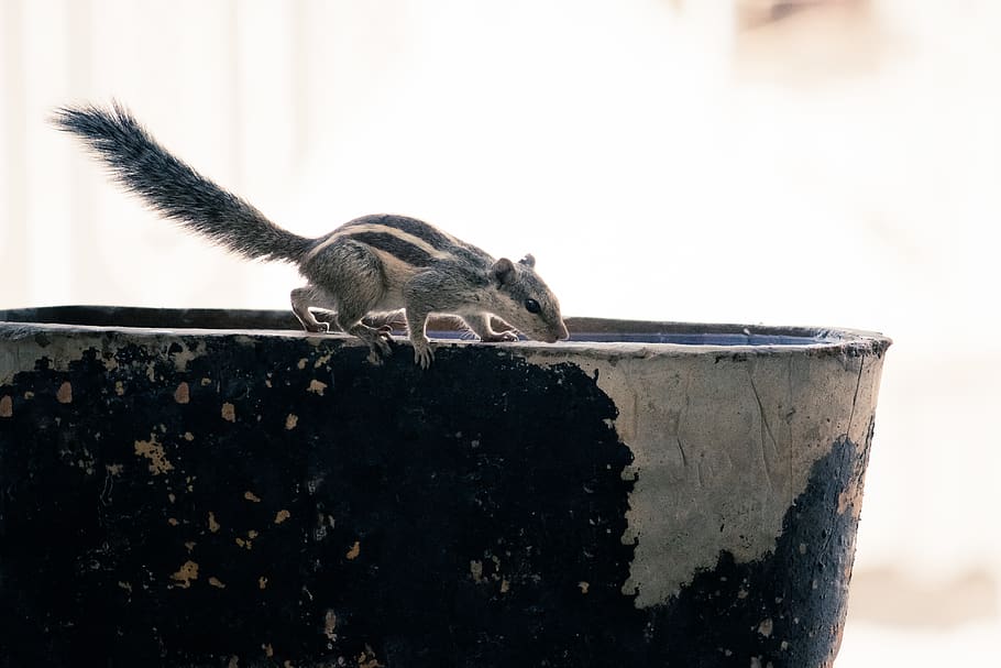 gris, esquirol, olla, rosegador, animal, mamífer, gandhinagar, ocell, aigua, gat, mascota, Índia, caminar, cua, pati posterior, alerta, text, etiqueta, menjar, cub, rata, un animal, fauna animal, vertebrats, cap gent, naturalesa, animals a la natura, centrar-se en primer pla, dia, a l'aire lliure, relaxació, primer pla, arbre, 5K