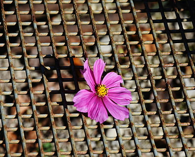 grid, rust, metal, rusty, iron, weathered, structure, grating, steel, fixing, design, roma table, blossom, bloom, mood feelings, flower, flowering plant, plant, fragility, vulnerability, petal, pink color, freshness, flower head, beauty in nature, close-up, inflorescence, no people, growth, nature, day, pollen, outdoors, pattern, 2K, CC0, public domain, royalty free