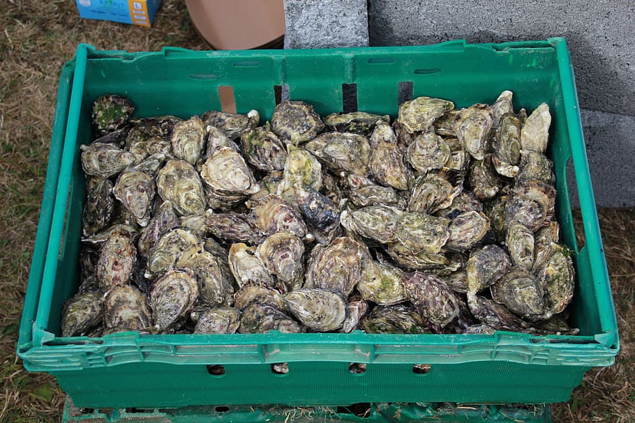 ostres, marisc, contenidor, menjar, menjar i beguda, vista d’angle alt, Caixa, dia, frescor, gran grup d'objectes, cap gent, plàstic, benestar, animal, naturalesa, vegetals, primer pla, a l'aire lliure, alimentació saludable, Munt, carn, 5K