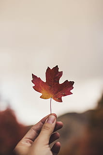 selektif, fotografi fokus, orang, memegang, daun maple, daun, tangan, jari, merapatkan, brokeh, alam, di luar ruangan, jatuh, musim gugur, instagood, pemain gram, exploretheearth, kolektif kreatif, nafsu berkelana, warna musim gugur, warna merah, utah, kreatif, membuat, musim, kuning, merah, di luar rumah, pohon, hutan, multi-warna, warna cerah, coklat, berwarna emas, kering, warna oranye, Oktober, menanam, pohon maple, September, warna, latar belakang, keindahan di alam, gambar berwarna, warna hijau, lingkungan Hidup, terang, 5K, CC0, domain publik, bebas royalti