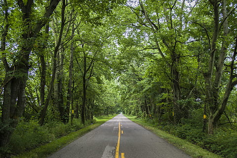 carretera buida, carretera, manera, asfalt, Camí, verd, paviment, arbres, línia groga, groc, boscos, planta, arbre, Carretera bruta, grava, màniga, roba, jardí, direcció, el camí a seguir, transport, bosc, color verd, bellesa a la natura, creixement, perspectiva decreixent, tranquil·litat, naturalesa, terra, dia, cap gent, escena tranquil·la, punt de fuga, marcatge de carreteres, a l'aire lliure, llarg, 2K, CC0, domini públic, lliure de regalies