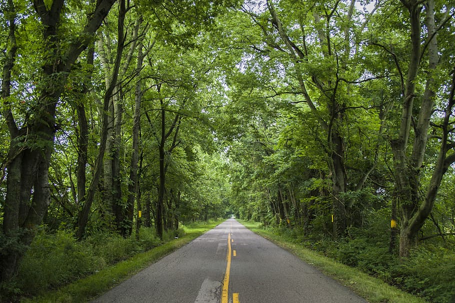 carretera buida, carretera, manera, asfalt, Camí, verd, paviment, arbres, línia groga, groc, boscos, planta, arbre, Carretera bruta, grava, màniga, roba, jardí, direcció, el camí a seguir, transport, bosc, color verd, bellesa a la natura, creixement, perspectiva decreixent, tranquil·litat, naturalesa, terra, dia, cap gent, escena tranquil·la, punt de fuga, marcatge de carreteres, a l'aire lliure, llarg, 2K