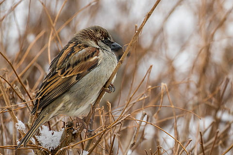 brun fugl, dyr, fugl, spurv, Anthus, græs, plante, finke, næb, græsplæne, reed, rust, vegetation, udendørs, grøntsag, fremstille, mad, korn, kanariefugl, flok, gærdesmutte, et dyr, dyreliv, dyr i naturen, dyre temaer, hvirveldyr, perching, natur, fokus på forgrunden, afdeling, træ, ingen mennesker, dag, fuld længde, sidebillede, tørt klima, 2K, CC0, offentligt domæne, royaltyfrie