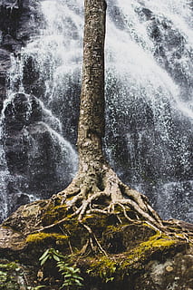 tronco de árbol marrón, raíz, planta, flora, agua, naturaleza, árbol, bosque, cascada, musgo, al aire libre, madera, gris, explorar, rociar, suelo, el maletero, ducha, crecer, desierto, tronco de arbol, belleza en la naturaleza, movimiento, nadie, paisajes - naturaleza, tierra, día, invierno, tranquilidad, temperatura fría, crecimiento, agua que fluye, poder en la naturaleza, fluido, 5K, CC0, dominio público, libre de derechos