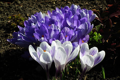 Crocus, gėlės, pavasaris, violetinė, sodas, gražus, pobūdį, žiedlapių, klesti, žydintys augalai, gėlė, žiedlapis, šviežumas, grožis gamtoje, trapumas, augalų, pažeidžiamumas, augimą, Iš arti, iris, gėlių galva, žiedynas, nėra žmonių, dieną, lauke, žemės, pavasarį, 2K, CC0, Viešasis domenas, nemokamai