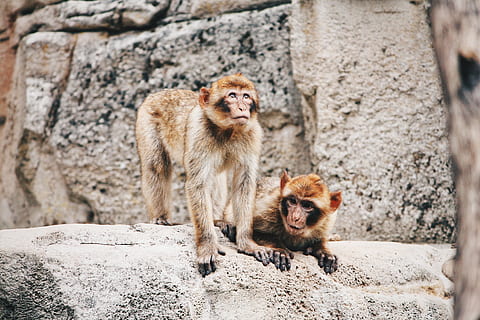 două maimuțe maro, maimuţă, animal, animale sălbatice, mamifer, grădină zoologică, perete, cuplu, blană, stâncă, natură, în aer liber, portret, față, gri, Două, barbat macac, maro, grup de animale, animale în sălbăticie, arhiepiscop, două animale, tânăr animal, solid, familie de animale, animale vertebrate, nici o persoana, obiect de rocă, zi, să se concentreze asupra primelor elemente, 4K, CC0, domeniu public, fără drepturi de autor