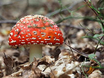 apelsinų rupūžė, grybelis, grybai, augalų, amanita, agarinis, vabzdys, bestuburiai, gyvūnas, kriketo vabzdžiai, žemės, dirvožemio, karaliaus gyvatė, gyvatė, ropliai, voras, tarantula, arachhnid, žvėris, žinduolių, laukinės gamtos, raudona, skrudinti agarinius grybus, maisto, augimą, daržovių, Iš arti, nėra žmonių, dieną, lauke, atrankinis dėmesys, pobūdį, krapštukas, pastebėtas, sutelkti dėmesį į naujas žinias, grožis gamtoje, Maistas ir gėrimai, nuodingas, 2K, CC0, Viešasis domenas, nemokamai