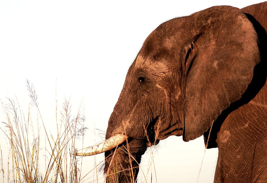 elefant marró, vida salvatge, elefant, animal, mamífer, botswana, kasane, Àfrica, naturalesa, animal salvatge, explorar, aventura, tronc d'elefant, menjar, animals, temes d'animals, un animal, fauna animal, part del cos dels animals, animals a la natura, vertebrats, cap gent, safari, tusk, cap d’animals, tronc d’animals, vista lateral, dia, herbívors, cel, elefant africà, vista del perfil, 2K