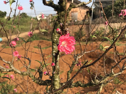 pesca, tet, pianta, fiore, colore rosa, pianta fiorita, fragilità, vulnerabilità, bellezza nella natura, concentrarsi sulle conoscenze acquisite, crescita, petalo, testa di fiore, infiorescenza, avvicinamento, natura, freschezza, nessuno, giorno, albero, all'aperto, stelo vegetale, primavera, fiore di ciliegio, 4K, CC0, dominio pubblico, privo di copyright