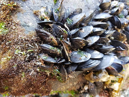 sort shell, dyreliv, dyr, dyr i naturen, dyre temaer, tæt på, dag, høj vinkel visning, natur, ingen mennesker, hvirvelløse, insekt, plante, skal, et dyr, dyreskal, skønhed i naturen, fokus på forgrunden, vand, 4K, CC0, offentligt domæne, royaltyfrie