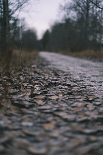 gris, camí, envoltat, arbres, sòl, carretera, grava, Carretera bruta, asfalt, humor, fosc, ruta, hivern, caure, canviant d'humor, fulles, tar, planta, runes, còdols, insecte, animal, enfocament selectiu, arbre, cap gent, naturalesa, direcció, el camí a seguir, nivell superficial, transport, dia, a l'aire lliure, tranquil·litat, primer pla, cel, perspectiva decreixent, terra, escena no urbana, carrer, creixement, 5K, CC0, domini públic, lliure de regalies