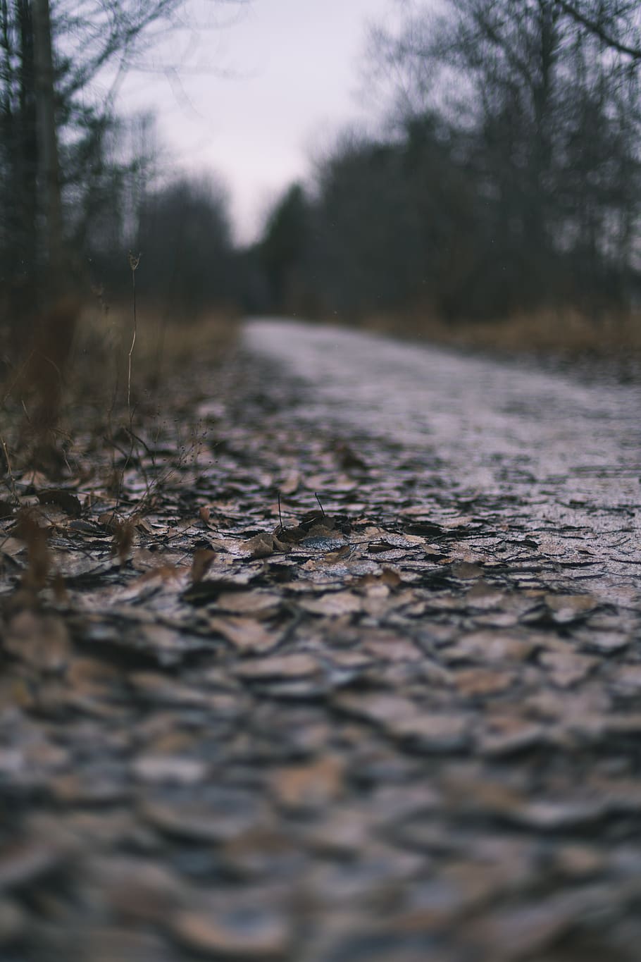 gris, camí, envoltat, arbres, sòl, carretera, grava, Carretera bruta, asfalt, humor, fosc, ruta, hivern, caure, canviant d'humor, fulles, tar, planta, runes, còdols, insecte, animal, enfocament selectiu, arbre, cap gent, naturalesa, direcció, el camí a seguir, nivell superficial, transport, dia, a l'aire lliure, tranquil·litat, primer pla, cel, perspectiva decreixent, terra, escena no urbana, carrer, creixement, 5K
