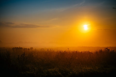 fotografia di silhouette, campo d'erba, nuvole, crepuscolo, sera, campo, nebbia, nebbioso, ora d'oro, sole dorato, tramonto dorato, erba, orizzonte, paesaggio, natura, all'aperto, cielo, sole, abbagliamento solare, luce del sole, tramonto, scenics - natura, bellezza nella natura, la tranquillità, scena tranquilla, pianta, ambiente, colore arancione, nessuno, idilliaco, nuvola - cielo, scena non urbana, giallo, terra, 4K, CC0, dominio pubblico, privo di copyright
