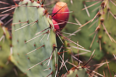 CACTU, cactus, pianta, pianta succulenta, crescita, natura, colore verde, spillo, spina, concentrarsi sulle conoscenze acquisite, giorno, nessuno, avvicinamento, bellezza nella natura, acuto, all'aperto, fico d'india, messa a fuoco selettiva, albero, cartello, la tranquillità, spinoso, 1080P, CC0, dominio pubblico, privo di copyright