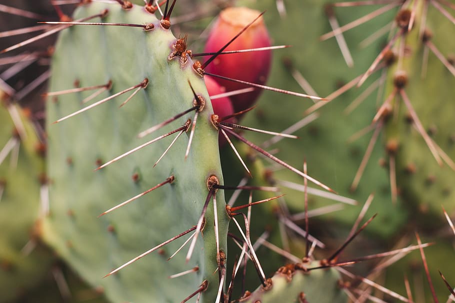 cactú, cactus, planta, planta suculenta, creixement, naturalesa, color verd, espigada, espina, centrar-se en primer pla, dia, cap gent, primer pla, bellesa a la natura, agut, a l'aire lliure, cactus de figuera de moro, enfocament selectiu, arbre, signe, tranquil·litat, picant, 1080P