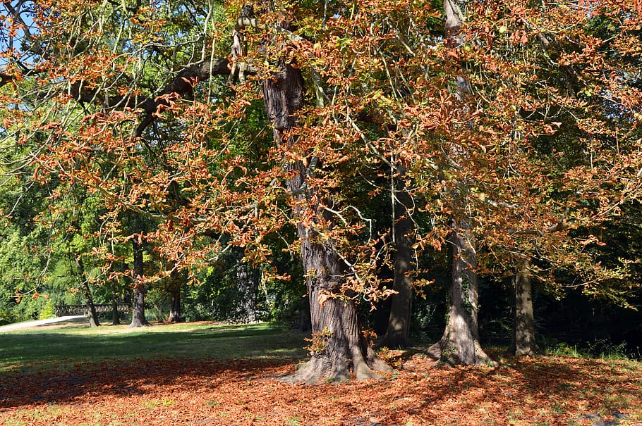 alberi, Castagna, albero deciduo, le foglie, Estate inoltrata, autunno, inizio autunno, emergere, lascia la colorazione, fogliame autunnale, lascia il caso, luminosa, oro, colorato, stagione, paesaggio, natura, flora, albero, pianta, bellezza nella natura, terra, foresta, crescita, la tranquillità, giorno, modificare, nessuno, tronco d'albero, tronco, scena tranquilla, all'aperto, luce del sole, parte vegetale, scenics - natura, scena non urbana, 5K